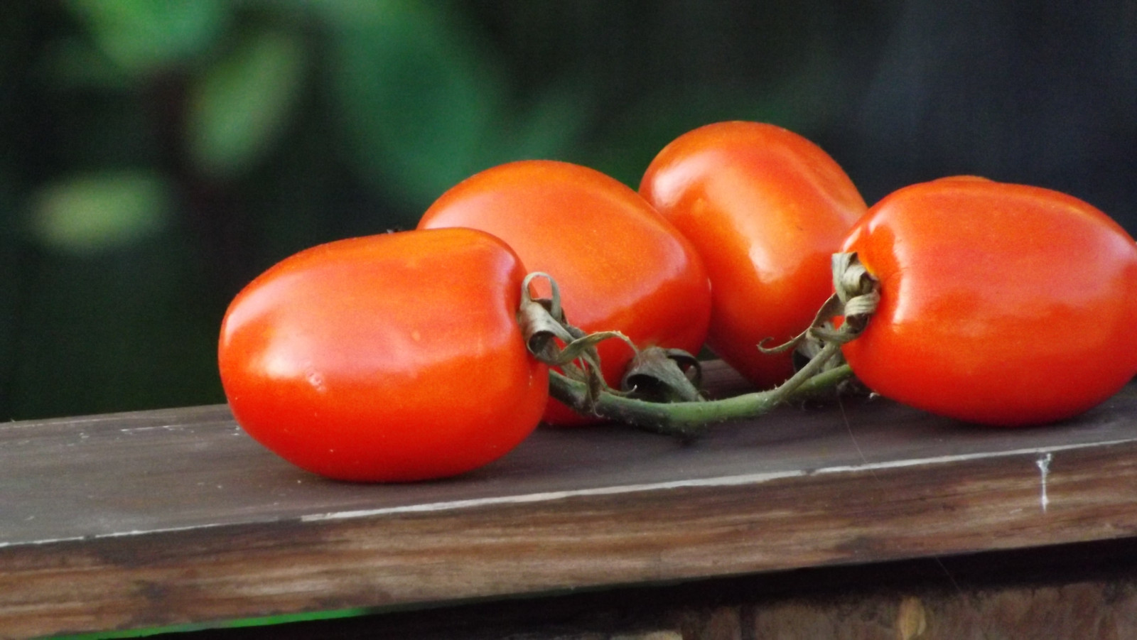 cibo, pomodori, giardino, rosso, frutta, peperoni, verde, Inghilterra, pomodoro, Nottingham, produrre, verdura, cibo vegetariano, still life, Diospyros, patata e pomodoro genere, homegrown, fujifinepix, cibo locale, pomodoro prugna, S4500, natural foods, bush tomato, nightshade family