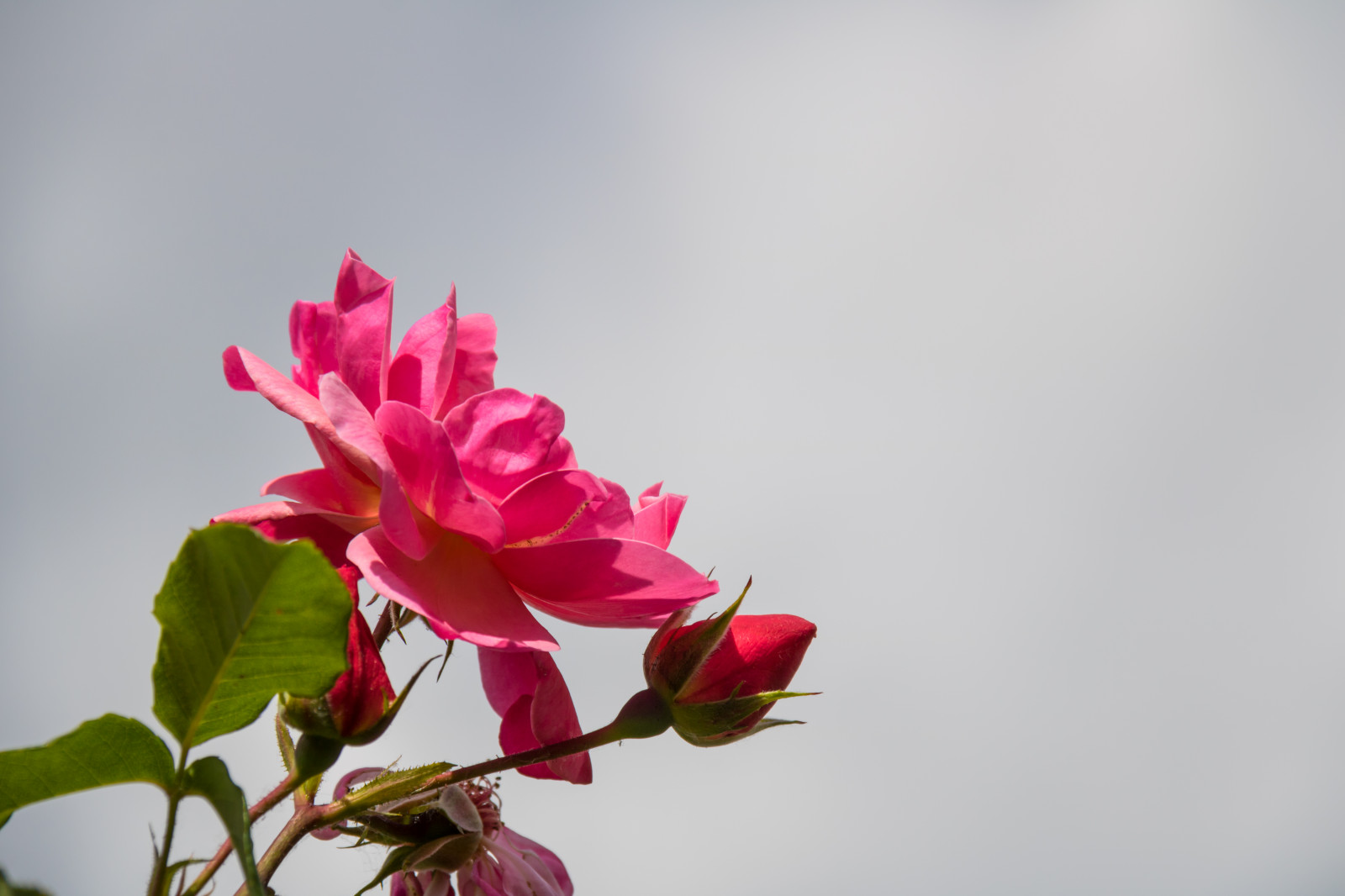 Wallpaper red, Germany, rose, blossom, Ros, pink, spring, Berlin