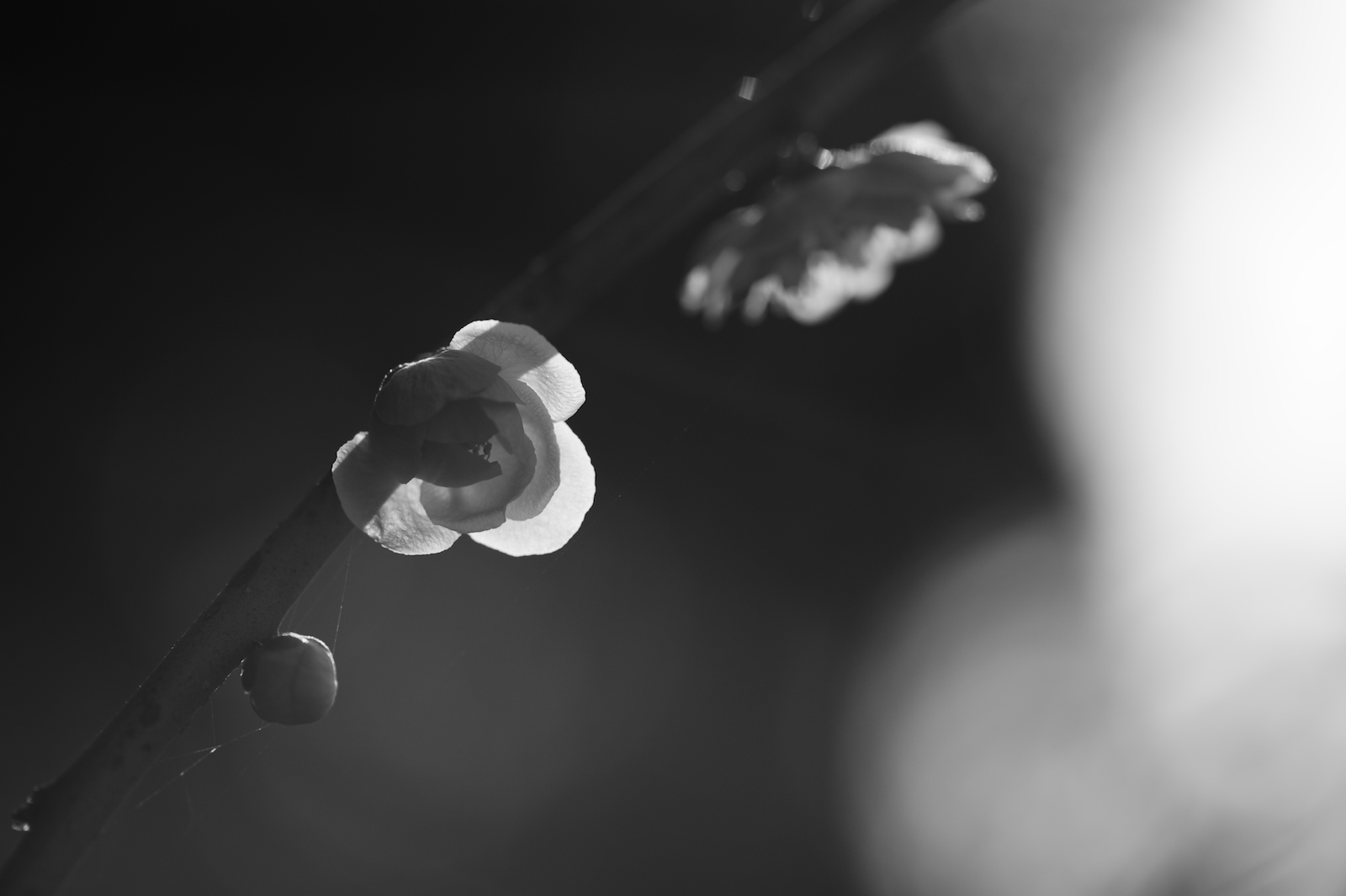 Černá, černobílý, voda, fotografování, květy, Nikon, svatyně, tělesné, pokles, UME, tma, D3S, počítač tapeta, Černý a bílý, monochromatické fotografování, zblízka, makro fotografie, zátiší fotografování, vlhkost, Aichi, afsvrmicronikkor105mmf28gifed, Inuyama, Oagatajinja, Weepingumeblossoms, Oagatashrine, stock photography