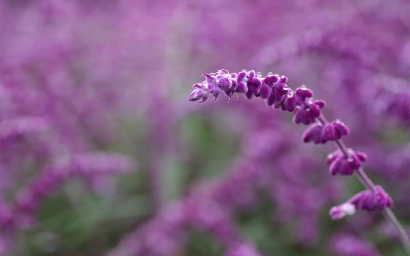 fiori,piante,macro,lavanda,fiorire,erba
