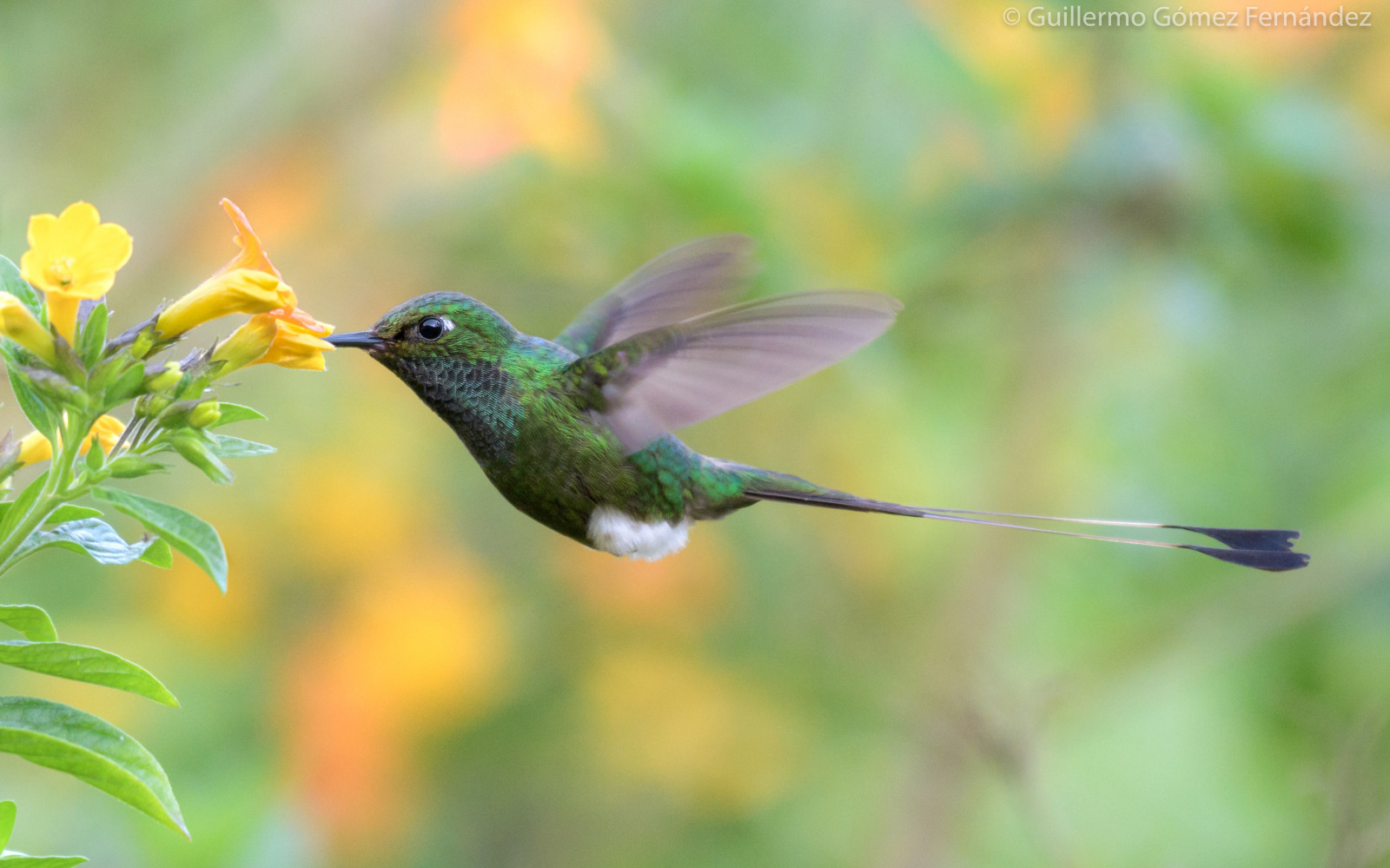 colorato, bianca, montagne, fiori, natura, piante, fotografia, Rompere, natura, valle, stivali, becco, Volare, Colombia, lungo, bellissimo, profondità di campo, fiore, uccello, selvaggio, un, il, flora, colibrì, speciale, Stupefacente, giardini, ala, vedere, fauna, con, sparare, un, Valle, organismo, vecchio mondo pigliamosche, Coraciiformes, impollinatore, visitatore, il suo, dalla coda, Andeo, Avviato, Rackettail, Ocreatus, Underwoodii, Specie