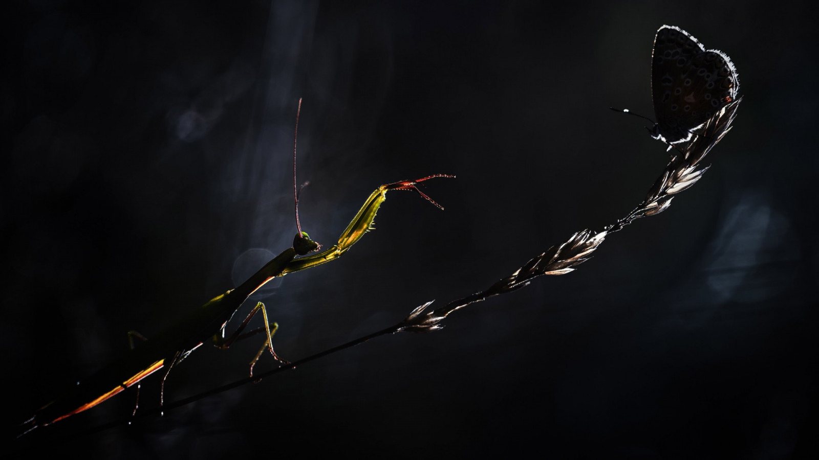 Wallpaper 1920x1080 px, butterfly, danger, flower, grass, hunting