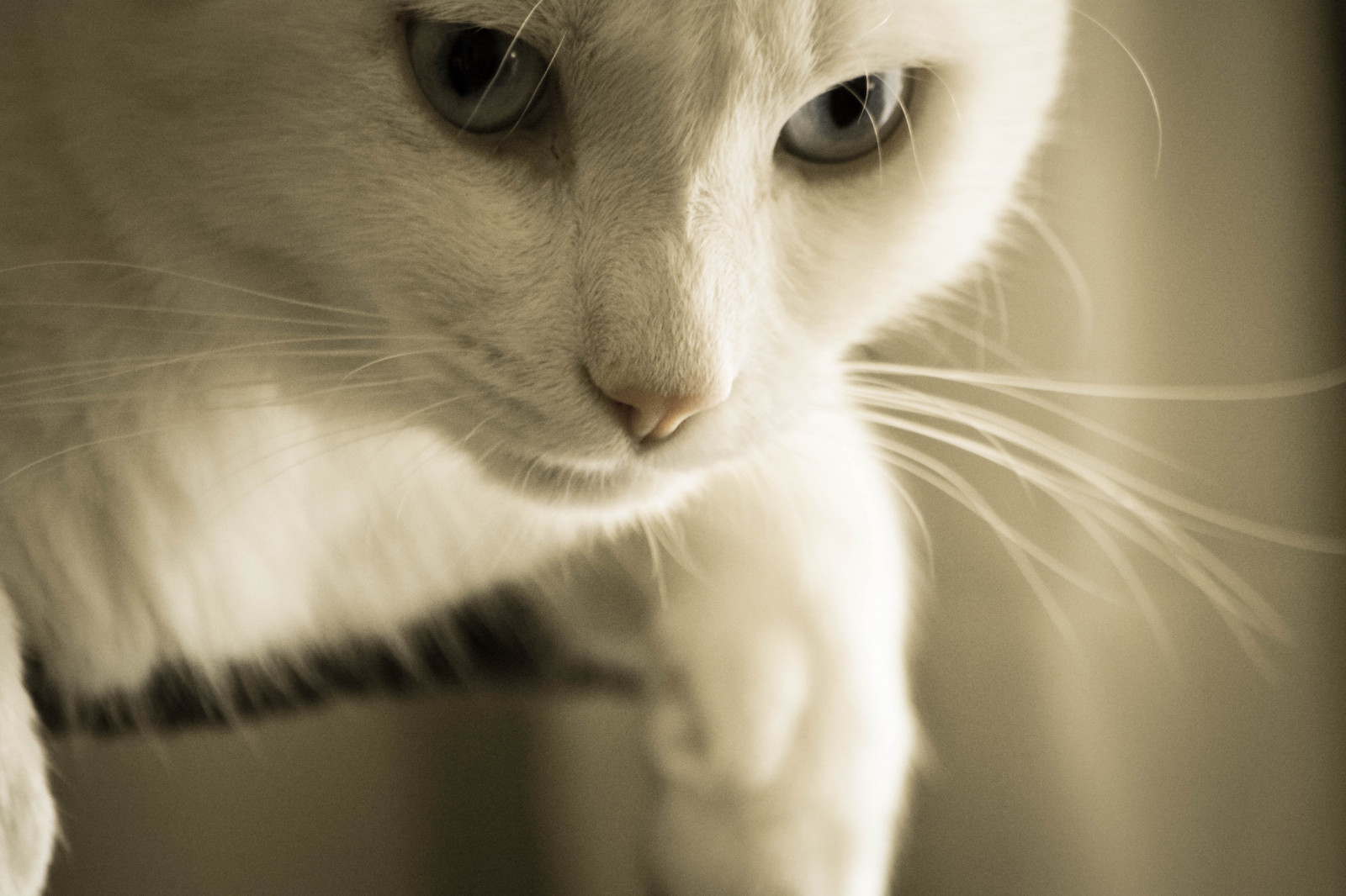 bílý, kočka, černobílý, nos, kníry, kůže, oko, kotě, modré oči, savec, moje láska, Černý a bílý, monochromatické fotografování, obratlovců, zblízka, kočka jako savci, makro fotografie, malé až středně velké kočky, Tyson