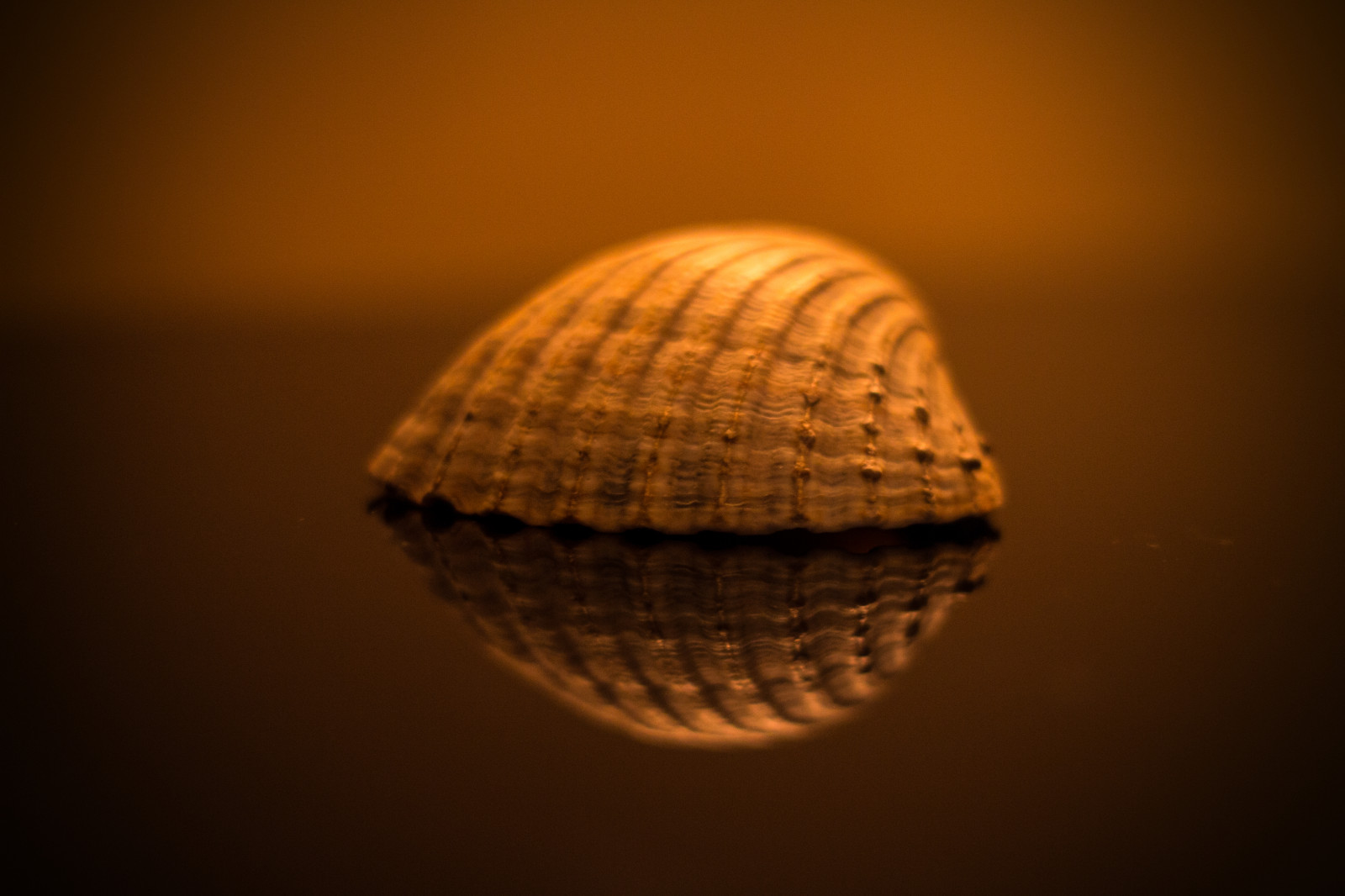 Shell Picture Shadowing Wallpaper : shell, macro, reflection, light, closeup, blur, brown ...