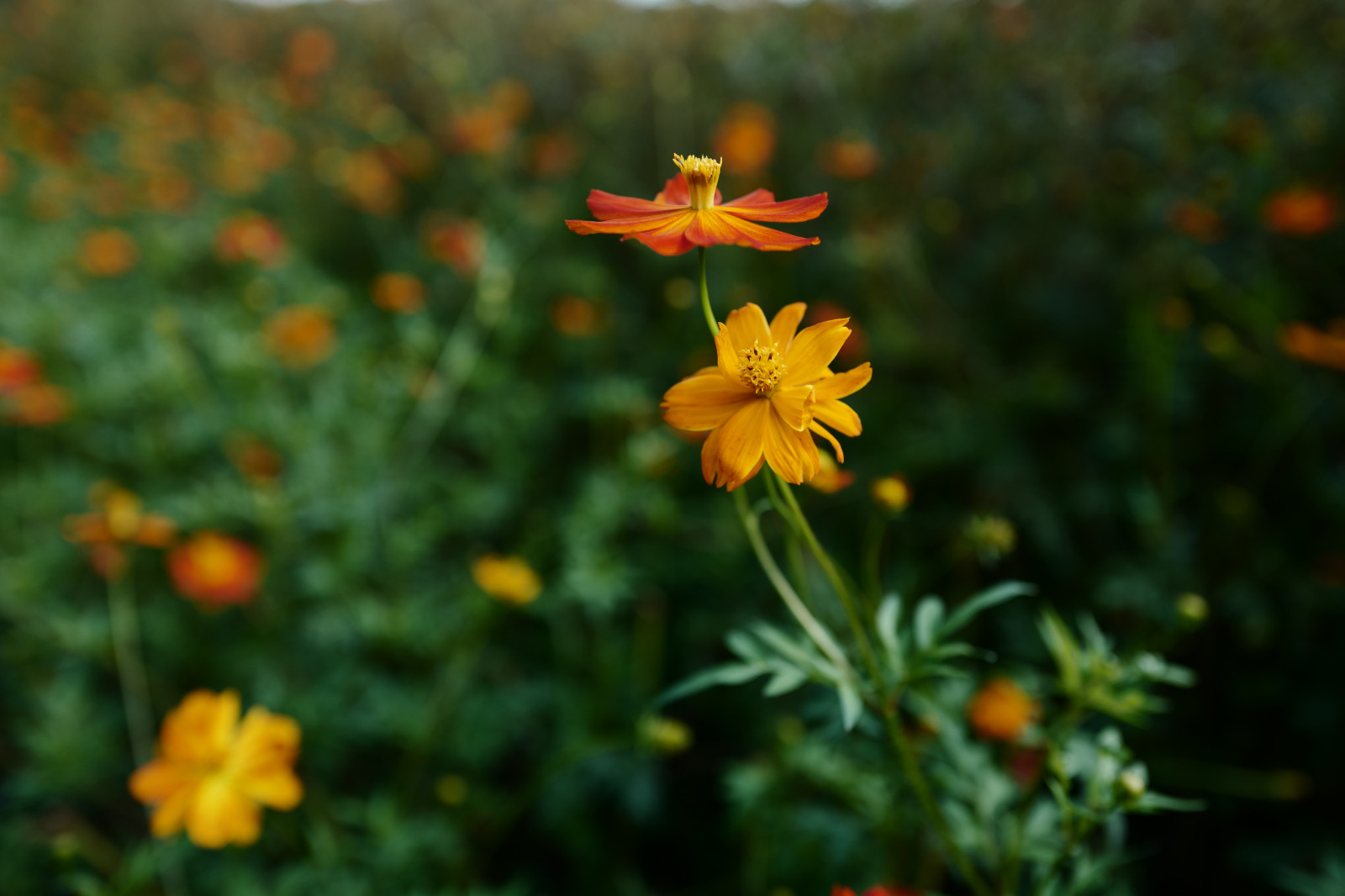 Japonsko, Příroda, žlutý, Leica, Tokio, jp, květ, rostlina, kosmos, flóra, louka, Hamarikyu, Shiodome, summilux, leicaq, summilux1728, q, 1728, divoká rostlina, prérie, botanika, suchozemská rostlina, kvetoucí rostlina, makro fotografie, daisy rodina, síry kosmos