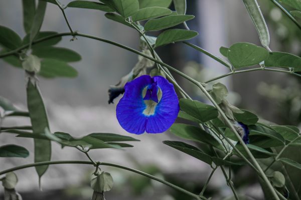Butterfly pea,flowers,nature,plants