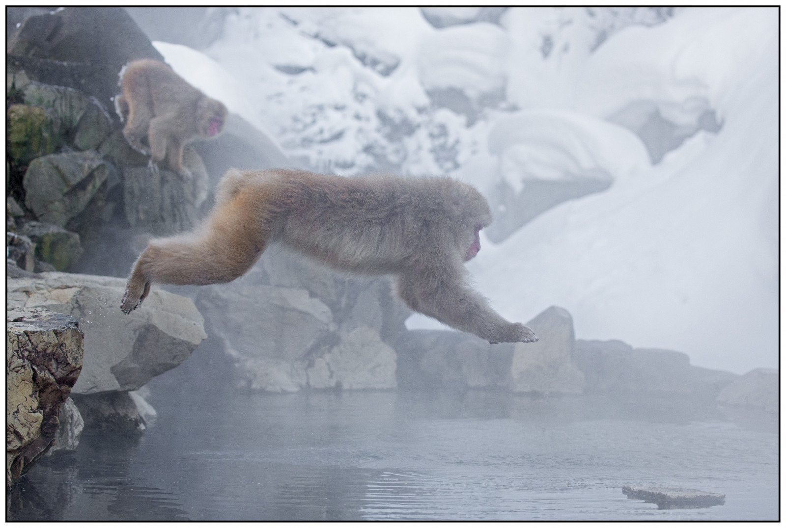 Giappone, 2015, Nagano, macaco, macaca, fauna, mammifero, orso polare, japansemakaak, jigokudanimonkeypark, macacafuscata, sneeuwapen, snowmonkeys, Squiver