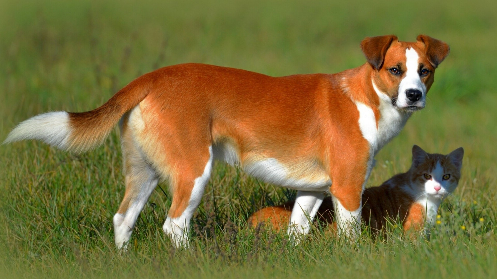 1920x1080 px, kočka, Pes, Přátelé