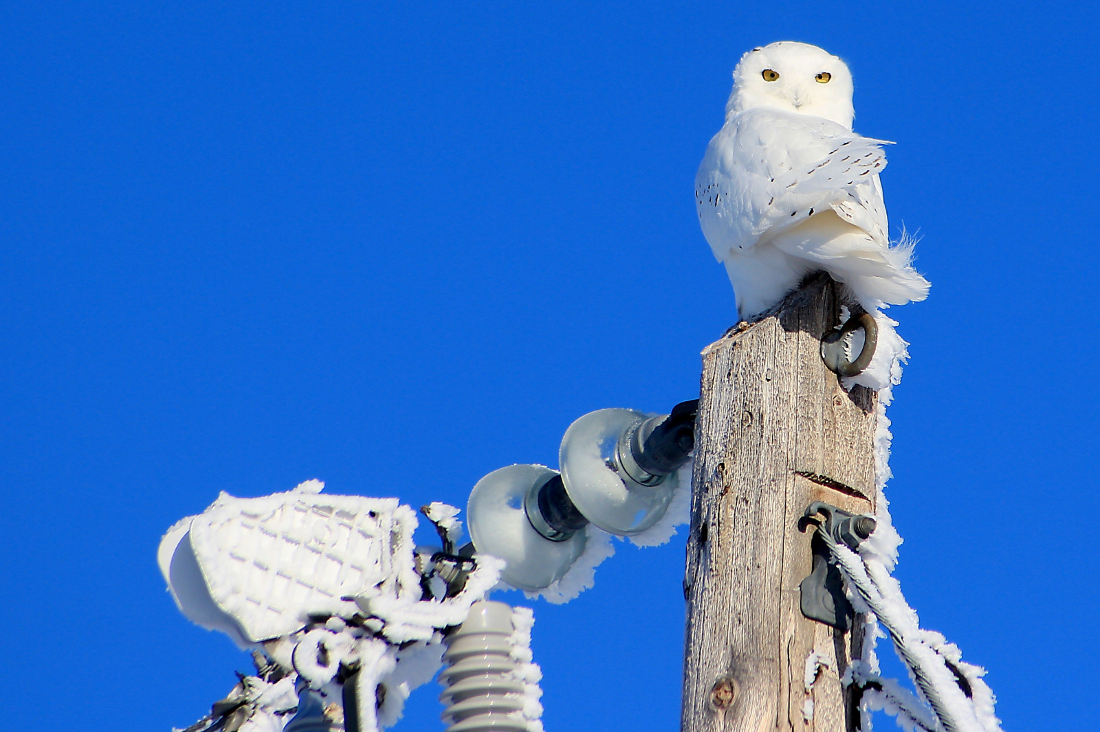 ptactvo, nebe, sníh, zima, modrý, Studený, Kánon, Kanada, sova, Alberta, zobák, powerlines, raptor, památník, pták, zasněžený, venkov, sněžná Sova, Backroads, louky