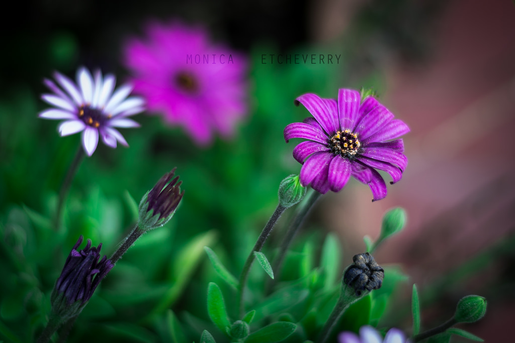 květiny, Příroda, fotografování, Nikon, květ, rám, jaro, Argentina, 2012, UMĚNÍ, Soustředit se, barvy, květ, rostlina, fotografie, flóra, primavera, flores, D3100, okvětní lístek, louka, octubre, monicaetcheverry, divoká rostlina, encuadre, botanika, suchozemská rostlina, kvetoucí rostlina, zblízka, jednoletá rostlina, makro fotografie, závod stonek