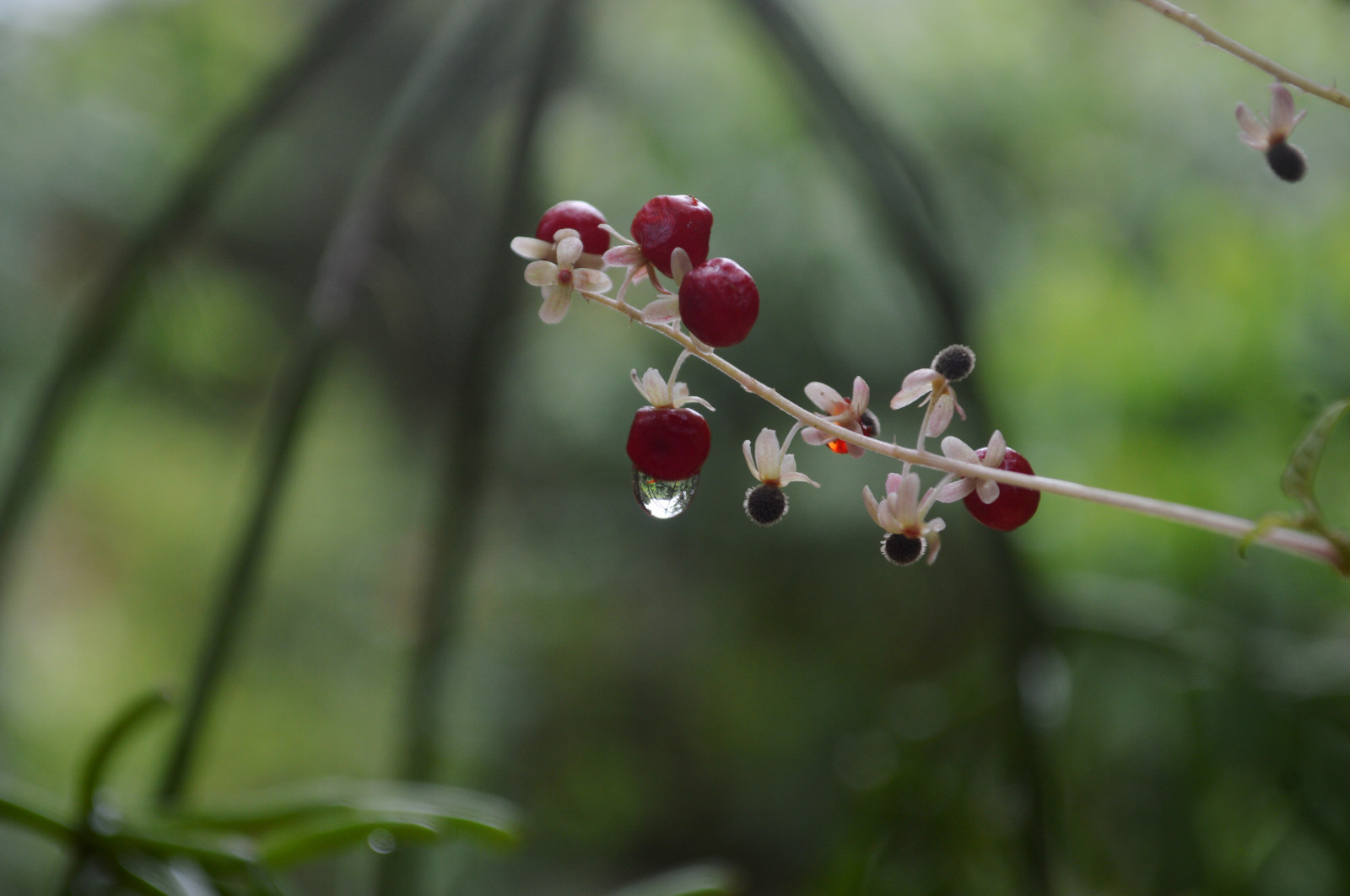 Wallpaper forest, branch, fruit, blossom, spring, berry, bloom, flora