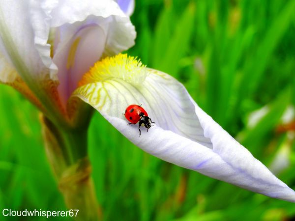 white, world, Iris, red, cloud, France