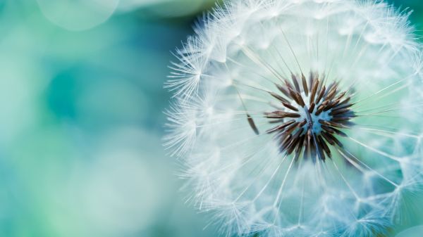 dandelion, flower, stem, fluff
