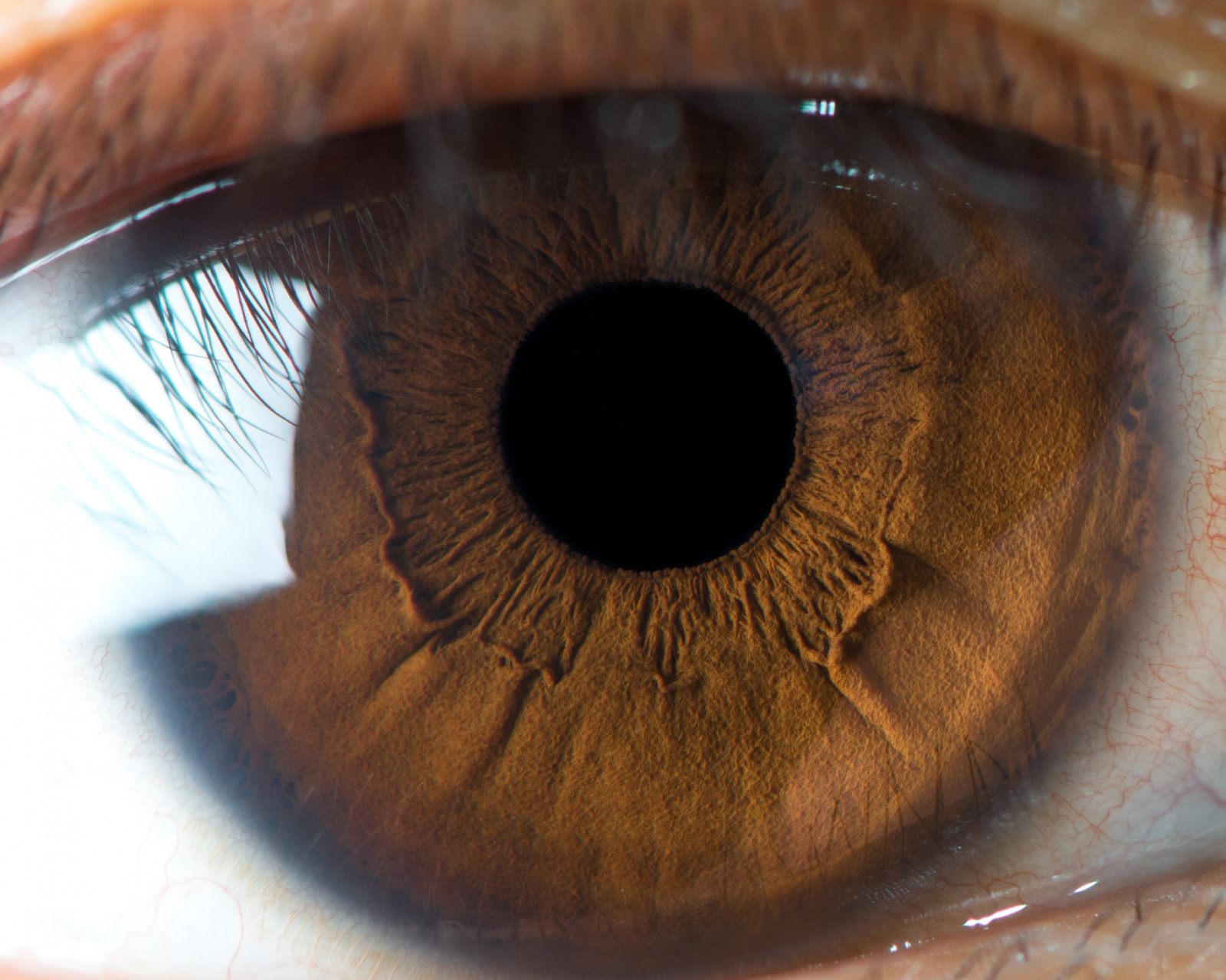 Wallpaper Iris, brown, black, macro, eye, texture, face, pupil, selfie 1990x1592 951435