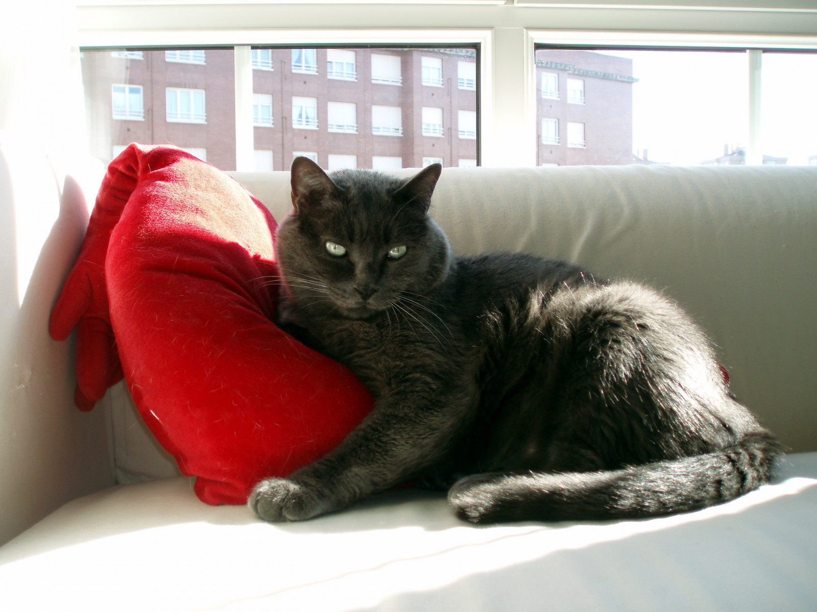 kočky, azul, kočka, gris, rojo, Kočkovitý, šedá, Koťátko, gatos, bleu, gato, Bluecat, Gatti, gat, Gatoazul, ruská modrá kočka, thefunhouse, Bluecats, encarnado, beautifulcapture, kissablekat, bestofcats, Kittytunafishaward, impressedbeauty, ithinkthisisart, Rusoazul, Kittycrown, citrit, pet500, fiveflickrfavs, Chřestýš, yourpreferredpicture, elreydemicasa, Petnosesknow, lofcal08, Zábavnédogscats, Amazingdogsandcats