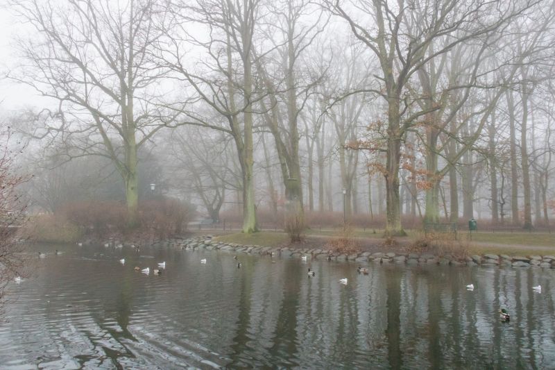 reflecţie, dimineaţă, aburi, râu, lac, mlaştină reflecţie, dimineaţă, aburi, râu, lac, mlaştină
