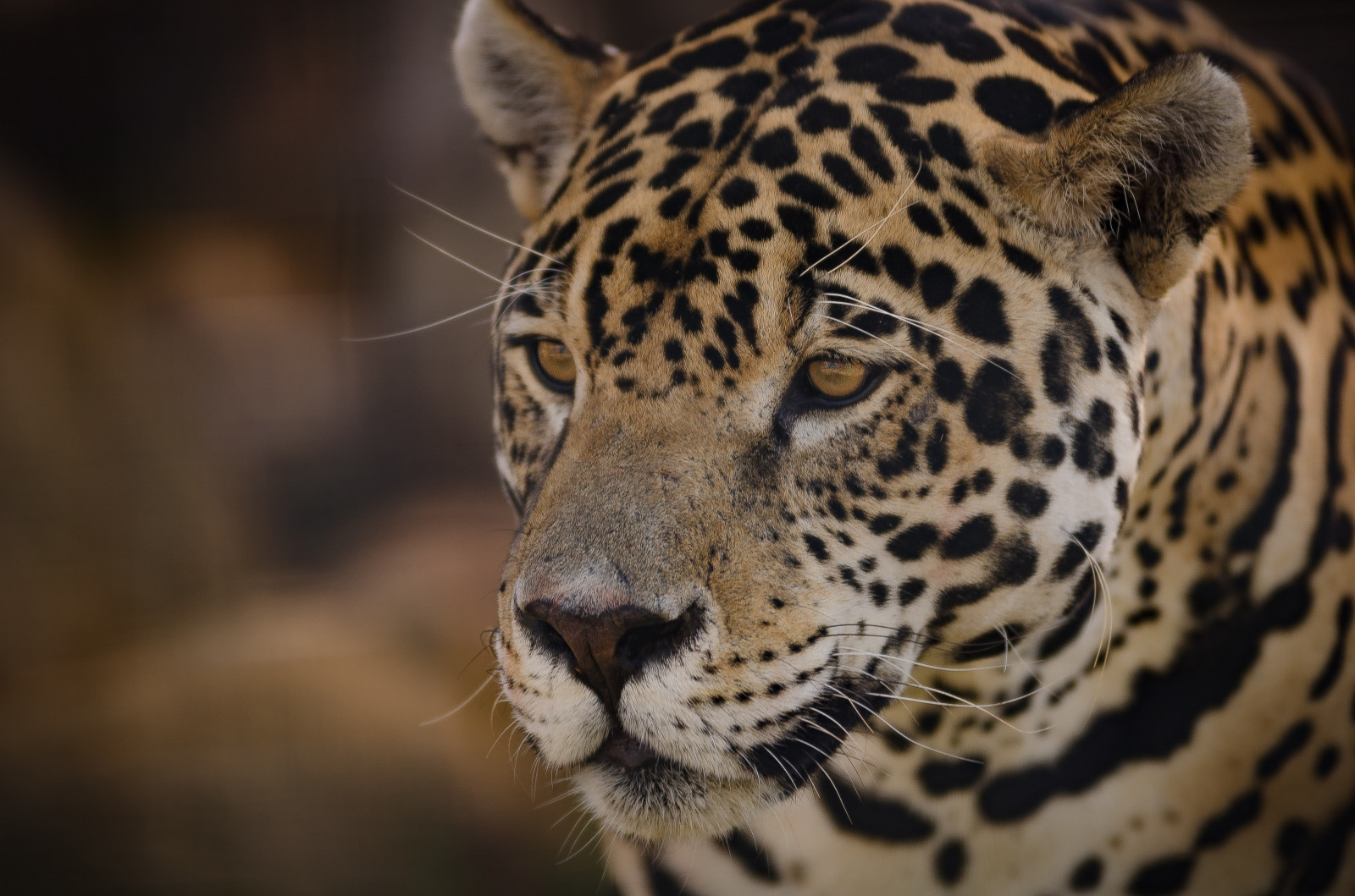 Jaguar, muzzle, predator