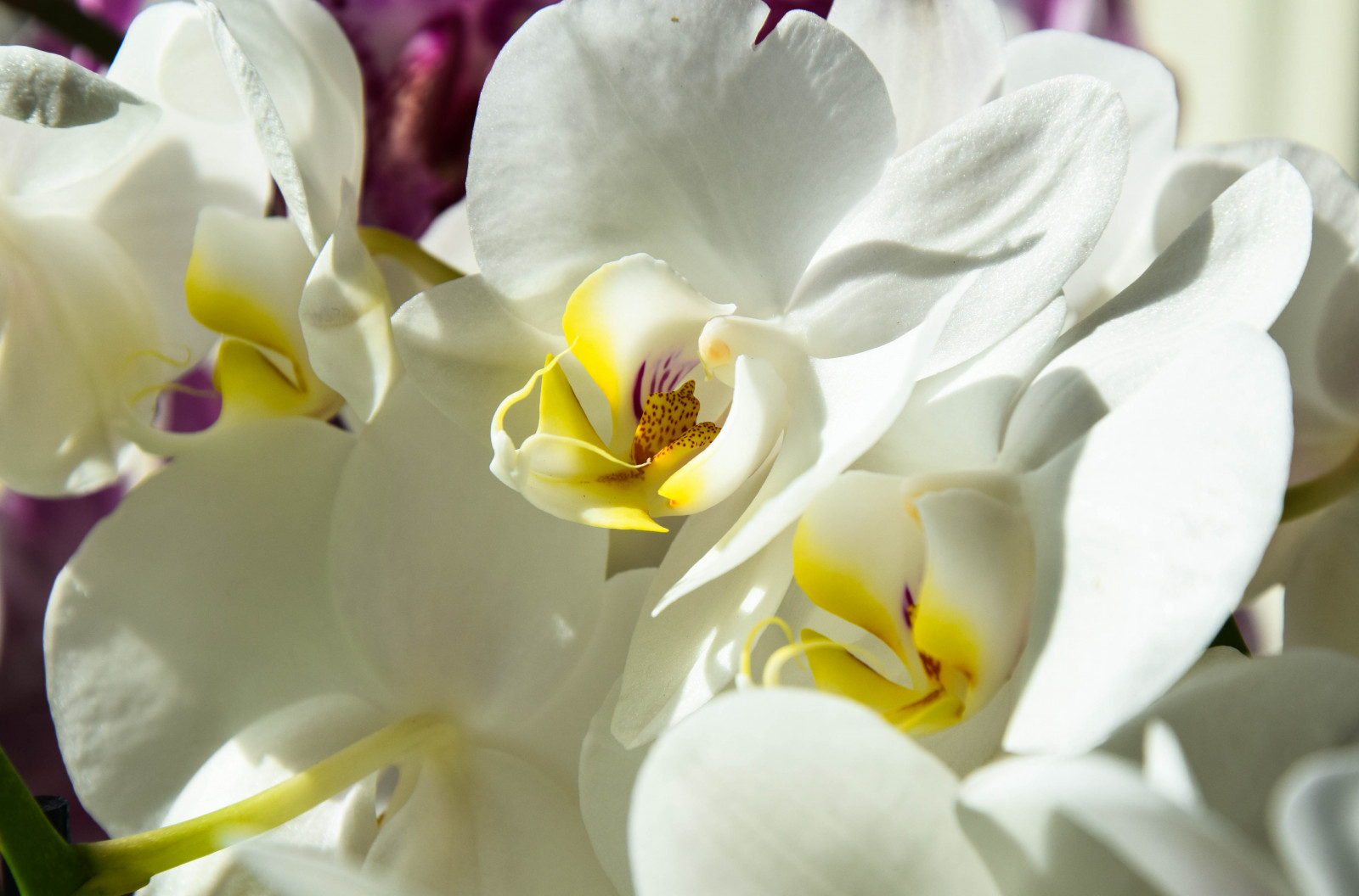 bílý, květiny, zahrada, orchideje, rostliny, zelená, žlutý, květ, květ, rostlina, flóra, blommor, v xter, tr dg rd, Orkid er, orchidaceae, bílá květina, okvětní lístek, botanika, suchozemská rostlina, kvetoucí rostlina, zblízka, makro fotografie