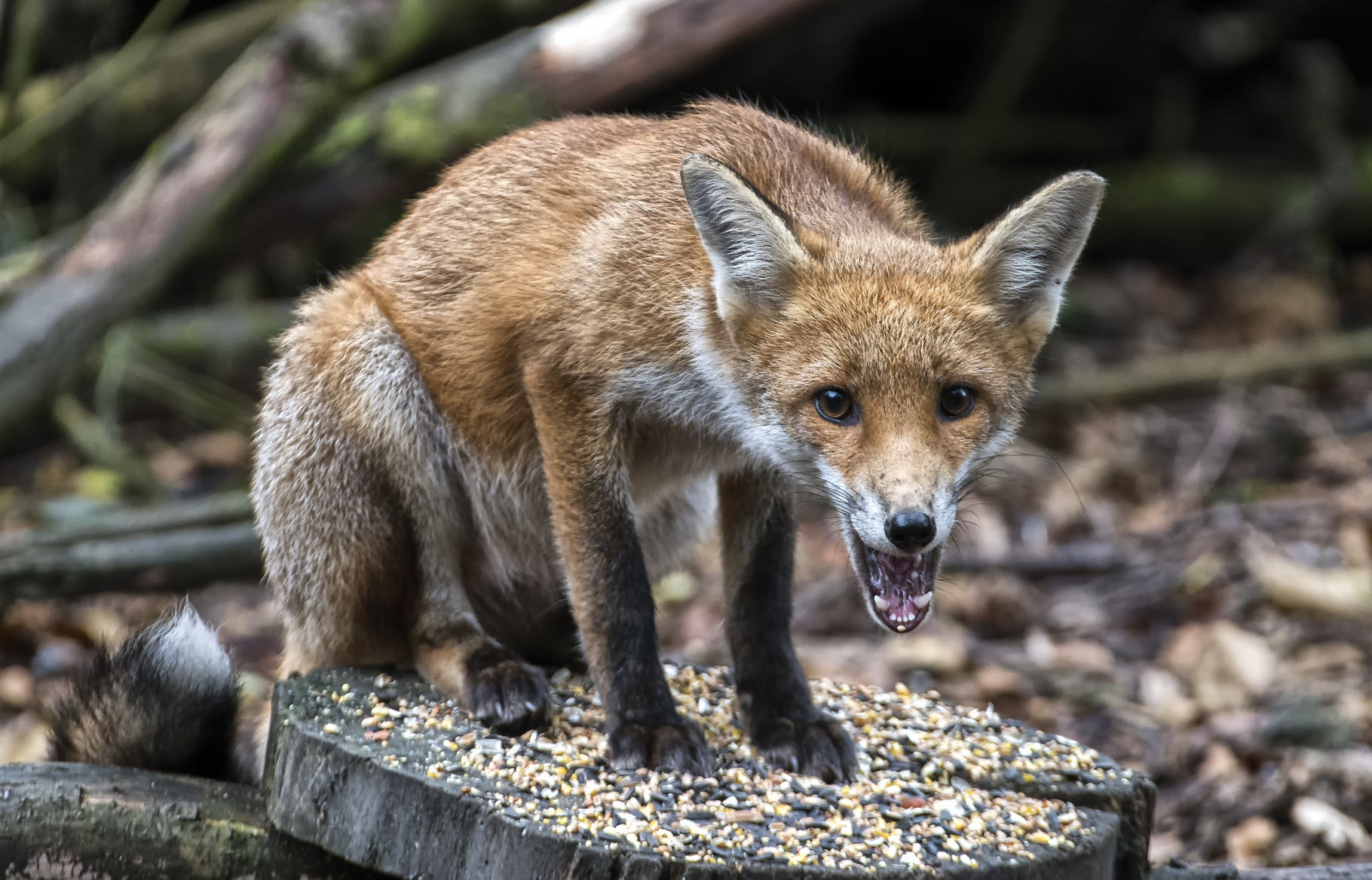2048x1314 px, Animais, Raposa