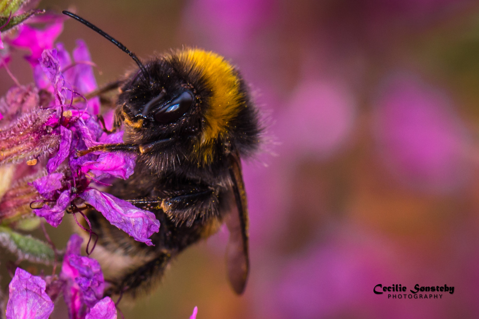 portræt, øjne, blomster, vinger, tæt på, makro, insekt, Canon, pollen, lyserød, forår, fangarme, Oslo, Humlebi, Bi, blomst, øje, Botanisk Have, NGC, canon5dmarkiii, specanimal, NPC, markiii, makrofotografering, hvirvelløse, leddyr, membran vingede insekt, nektar, honningbi, bestøver, botaniskhage