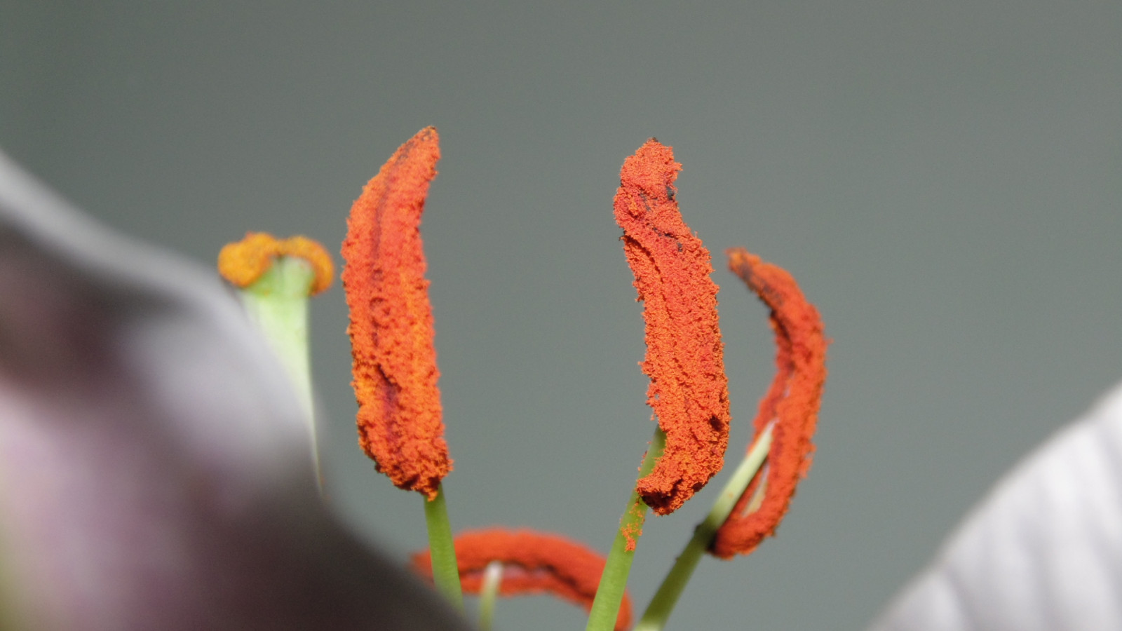 ดอกไม้, ธรรมชาติ, ใกล้ชิด, แมโคร, ส้ม, กลีบดอก, เรณู, ฤดูใบไม้ผลิ, ลิลลี่, สวย, ดอกไม้, ปลูก, ลิลลี่, พืช, ตา, makro, ของขวัญ, กลีบดอก, ดอกไม้ป่า, ใกล้ชิด, การถ่ายภาพมาโคร, ต้นกำเนิด