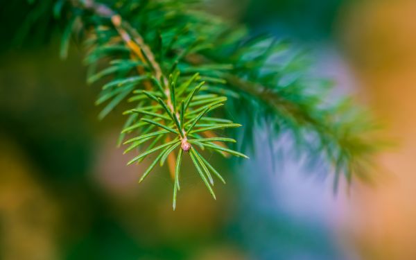 sunlight, depth of field, nature, grass, photography, macro