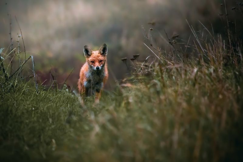 les plantes, la nature, Renard, animaux, Les mammifères les plantes, la nature, Renard, animaux, Les mammifères