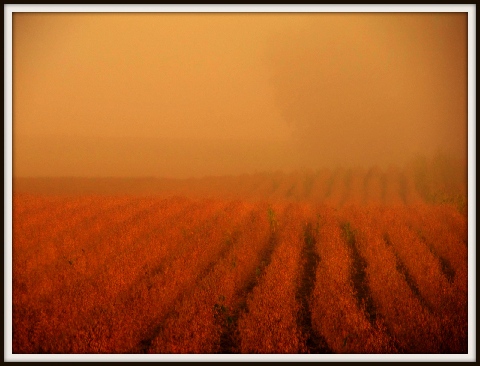 jídlo, pole, ráno, mlha, hospodařit, horizont, Michigan, mlha, lučina, řádky, zemědělství, prostý, prérie, oříznutí, půda, vyrobit, suchozemská rostlina, kvetoucí rostlina, tráva rodina, absolutemichigan