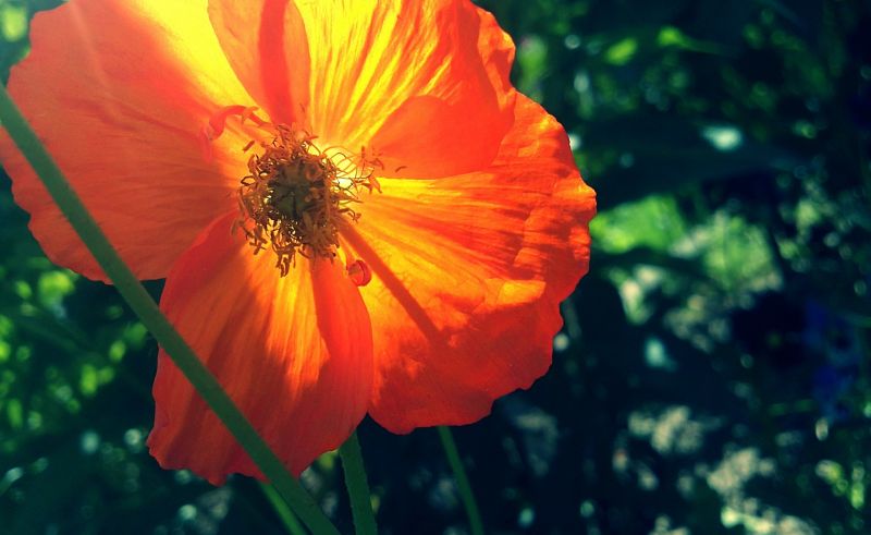 sunlight, flowers, nature, plants, photography, leaves sunlight, flowers, nature, plants, photography, leaves