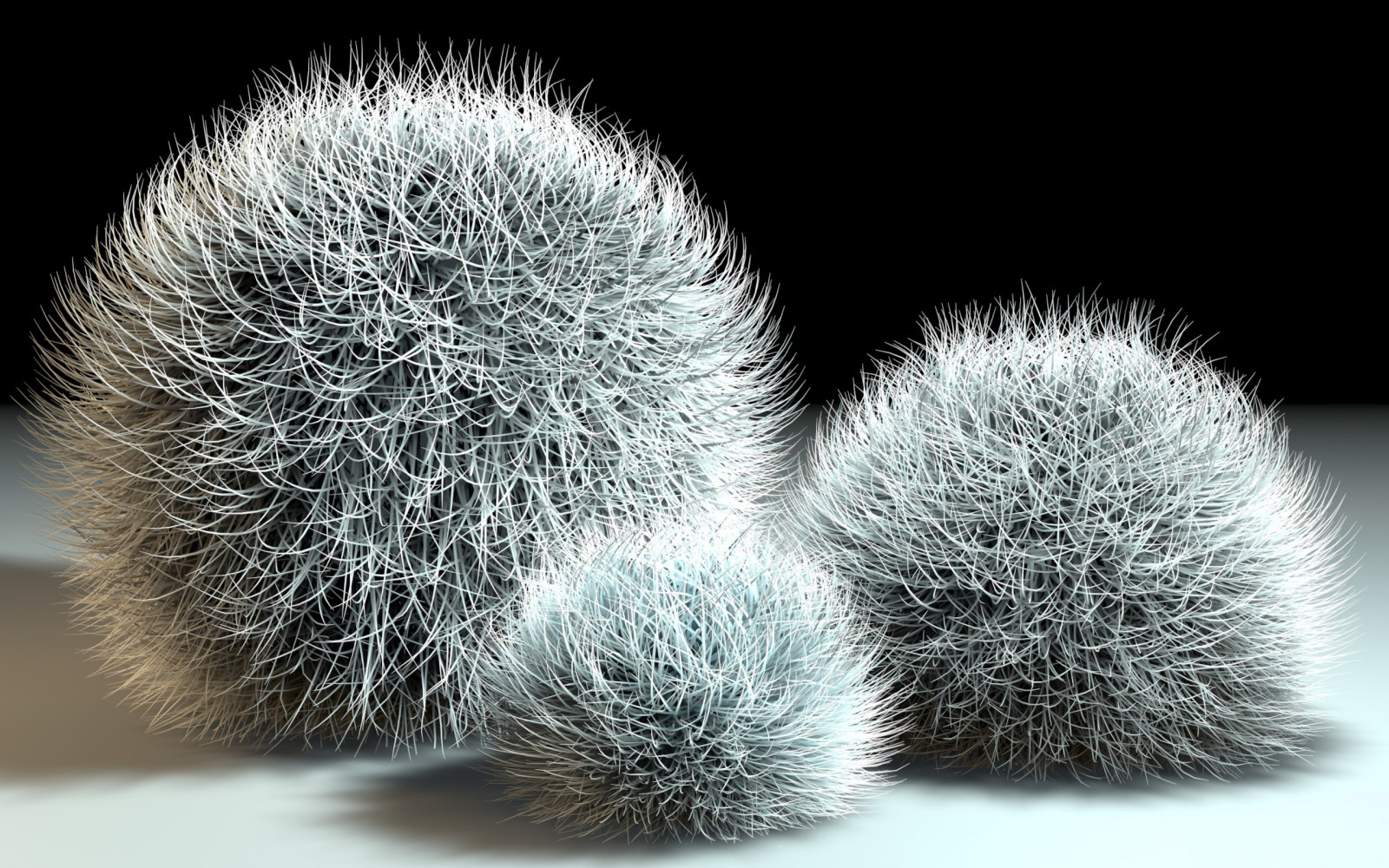 einfarbig, Gras, Fotografie, Blume, Pflanze, Auge, Schwarz und weiß, Monochrome fotografie, Landanlage, blühende Pflanze, Nahansicht, Makrofotografie