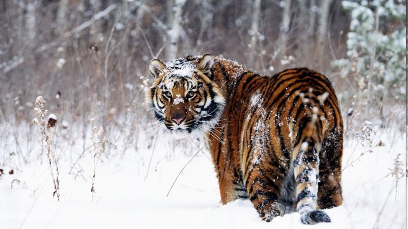 állatok, hó, téli, tigris, vadvilág, nagymacskák állatok, hó, téli, tigris, vadvilág, nagymacskák