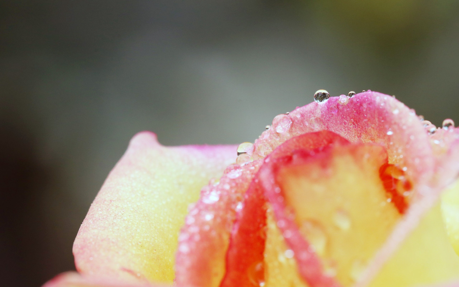 jídlo, fotografování, makro, ovoce, květ, růžový, rosa, list, květ, rostlina, flóra, pupen, okvětní lístek, vyrobit, suchozemská rostlina, kvetoucí rostlina, zblízka, makro fotografie, vlhkost