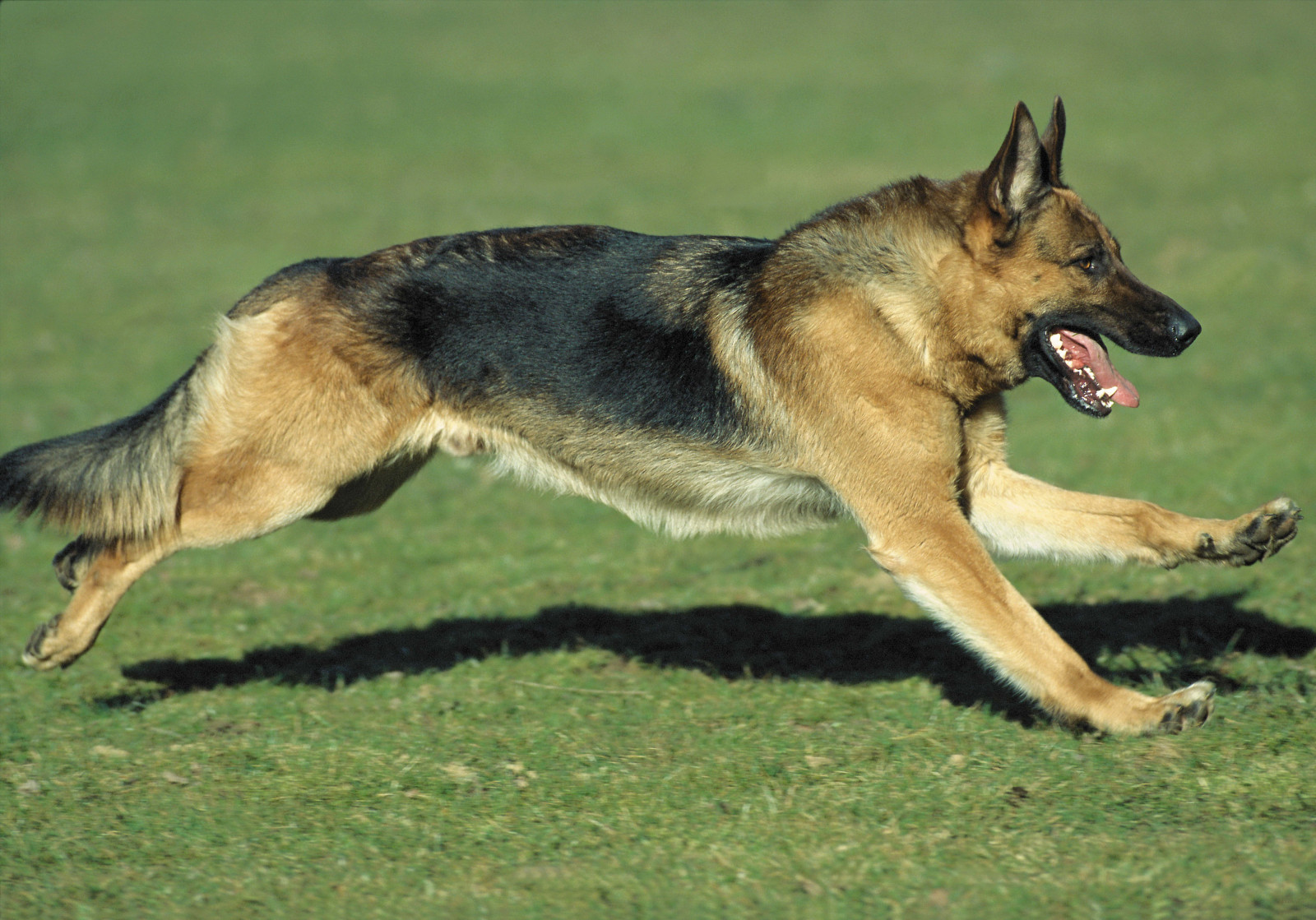 Pes, jogging, savec, trávník, obratlovců, vlčák, Saarloosův vlčák, pes jako savec, psí plemeno skupina, grónský pes, psí kříženci, psí plemeno, Československý vlčák, norština Elkhound, tamaskan dog, Východosibiřská lajka, Šikoku, nativní indiána pes, j mthund, východoevropský ovčák, ovčák, Shiloh ovčák, Německý ovčák, tervuren, Belgický ovčák malinois, starý německý ovčák