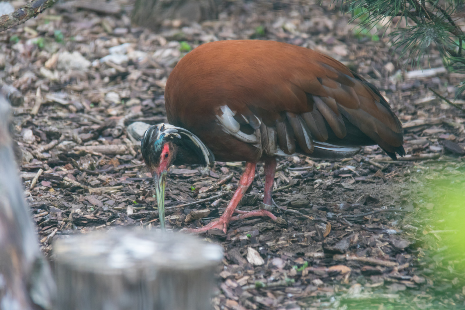 デスクトップ壁紙 自然, ドイツ, 野生動物, 動物園, 嘴, イビス, 鳥, Djur, タイランド, ベルリンズー, ゲル, ズー