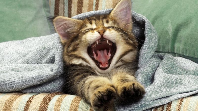 1920x1080 px, yawns, kucing