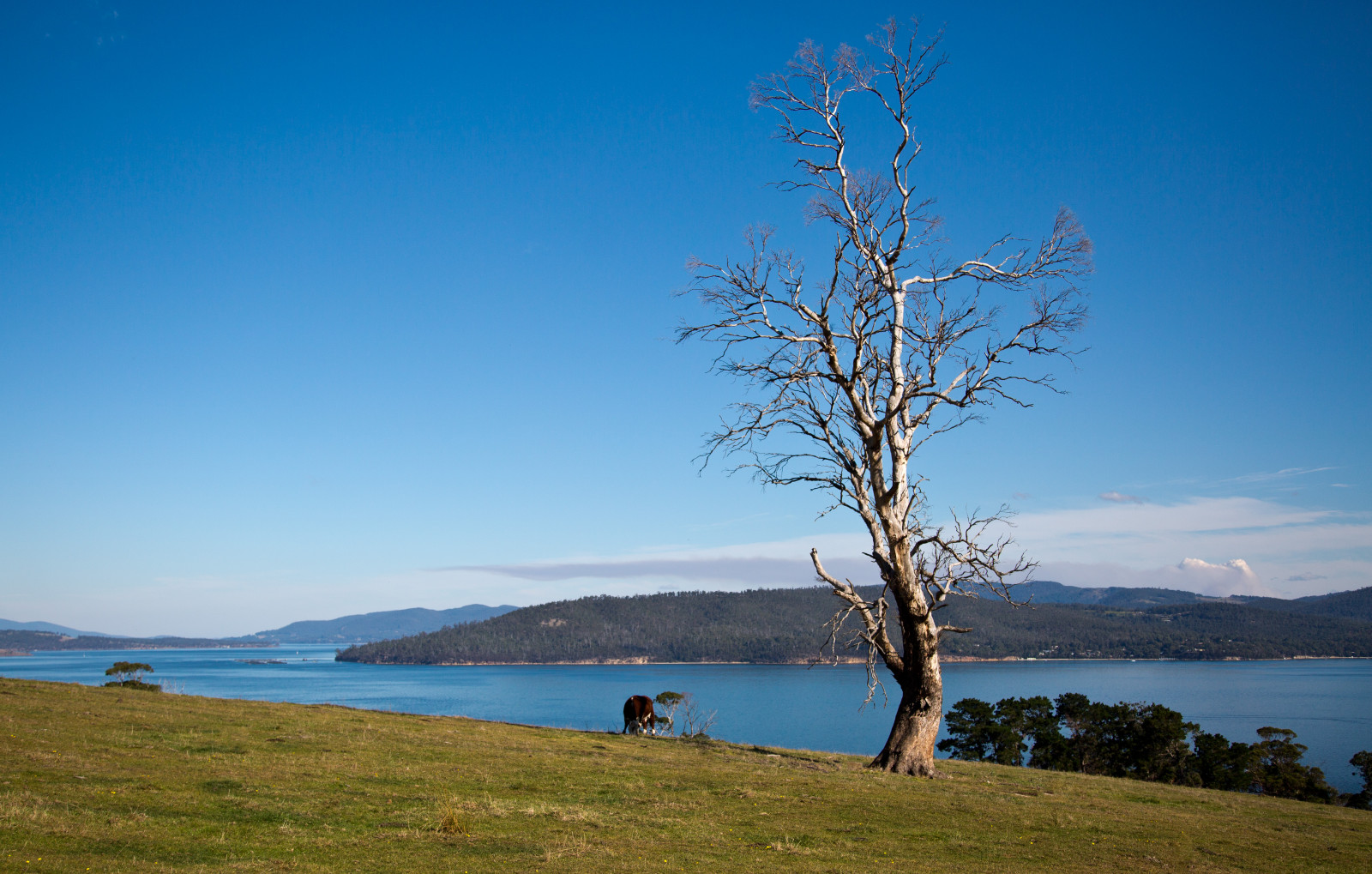 krajina, moře, záliv, kopec, jezero, voda, Příroda, pobřeží, tráva, nebe, uklidnit, modrý, pobřeží, horizont, kráva, Slunný, Austrálie, banka, mount scenérie, Tasmania, Lake District, venkovský, mrak, strom, hora, rostlina, Průhledná, nádrž, během dne, jezero, dřevina, brunyisland, Tinderbox