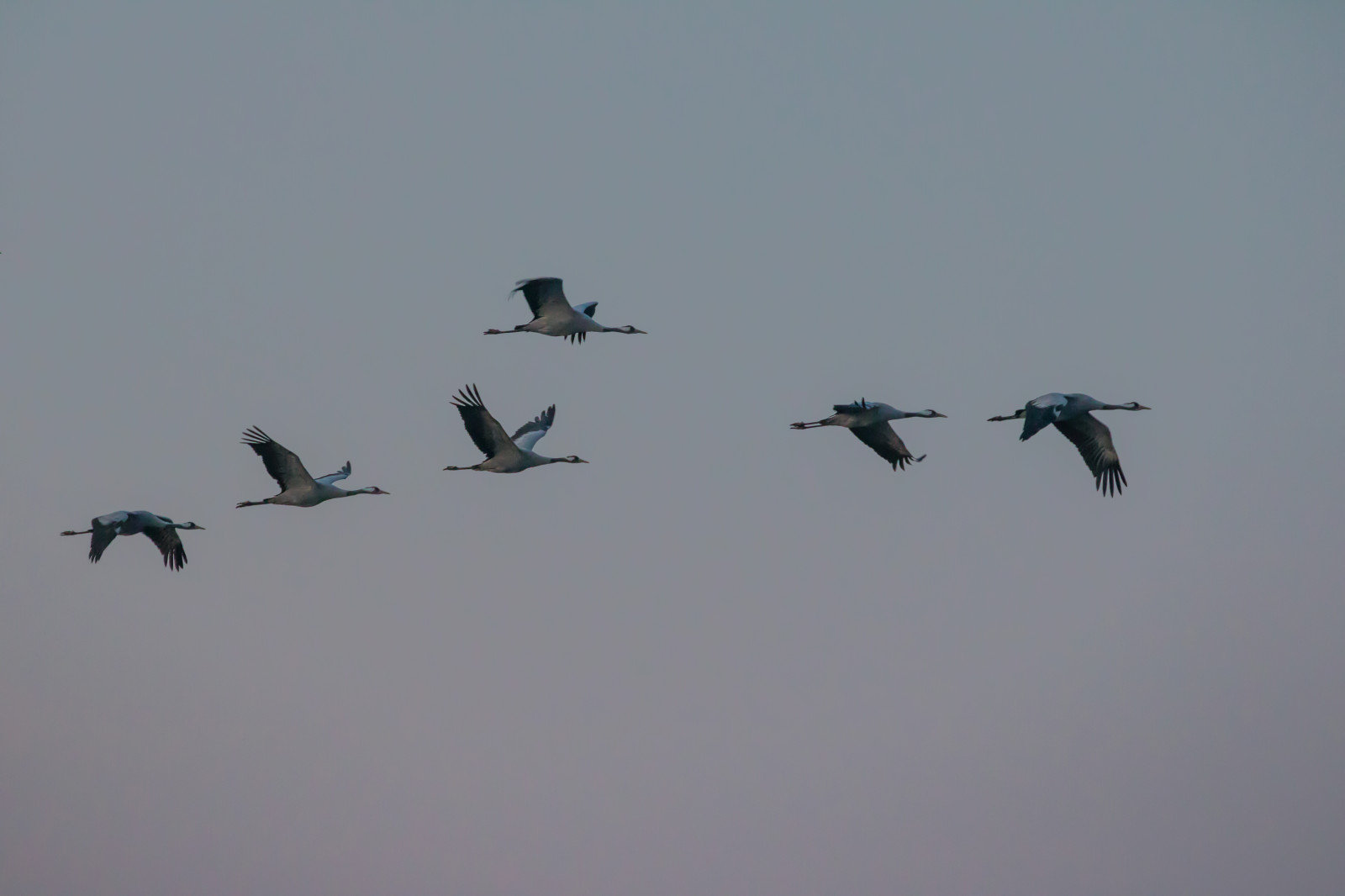 fly, luftvåben, Flyvningen, fugl, kran, f gel, luftfart, Trana, pulken, flok, vinge, atmosfære af jord, vand fugl, fugletræk, migration dyr, kran fugl