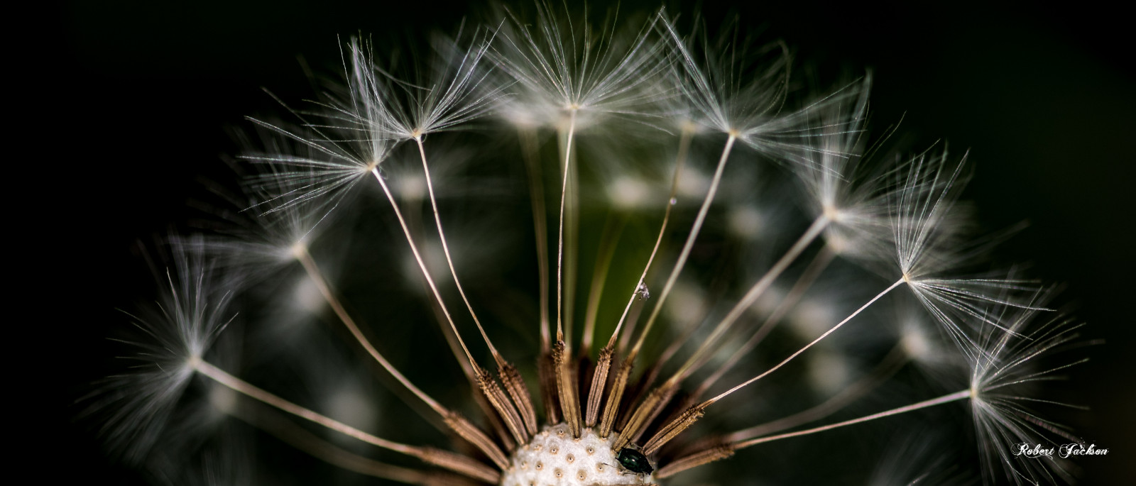 ogre1550, bokeh, jaro, D750, Nikon, micro, detailní, přej si něco, semínko, hmyz, pampeliška, flowersplants, Příroda, makro, fotografování, Dand, nikkor200mm, mimo, robertjackson, dof, dfw, 200mm, tráva, zelená, allen, žlutý, barva, bílý, Texas