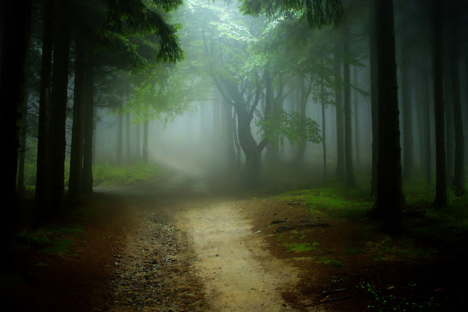 træer, lys, grøn, Skov, landskab, tjekkisk, atmosfære, beskydy, vosplusbellesphotos, fotocyfer