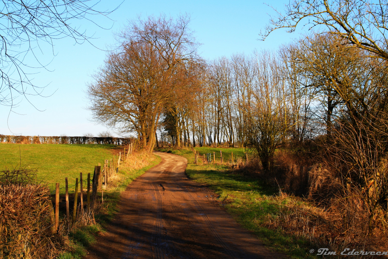 stromy, krajina, les, Příroda, tráva, nebe, zima, pole, silnice, zelená, modrý, ráno, hospodařit, Nizozemí, cesta, 2015, Limburg, strom, podzim, list, rostlina, sezóna, les, louka, ngc, tim, zálesí, prérie, venkov, místo výskytu, přírodní prostředí, vodní, dřevina, ekosystém, živý plot, zuid, Ederveen, limburgslandschap, sint, Geertruid