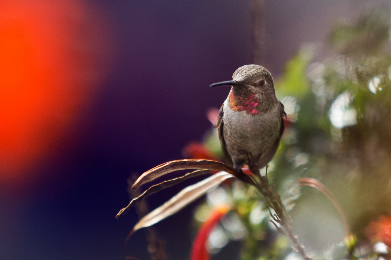 Fond D cran Des Oiseaux La Nature Branche Faune Colibris Le Bec 