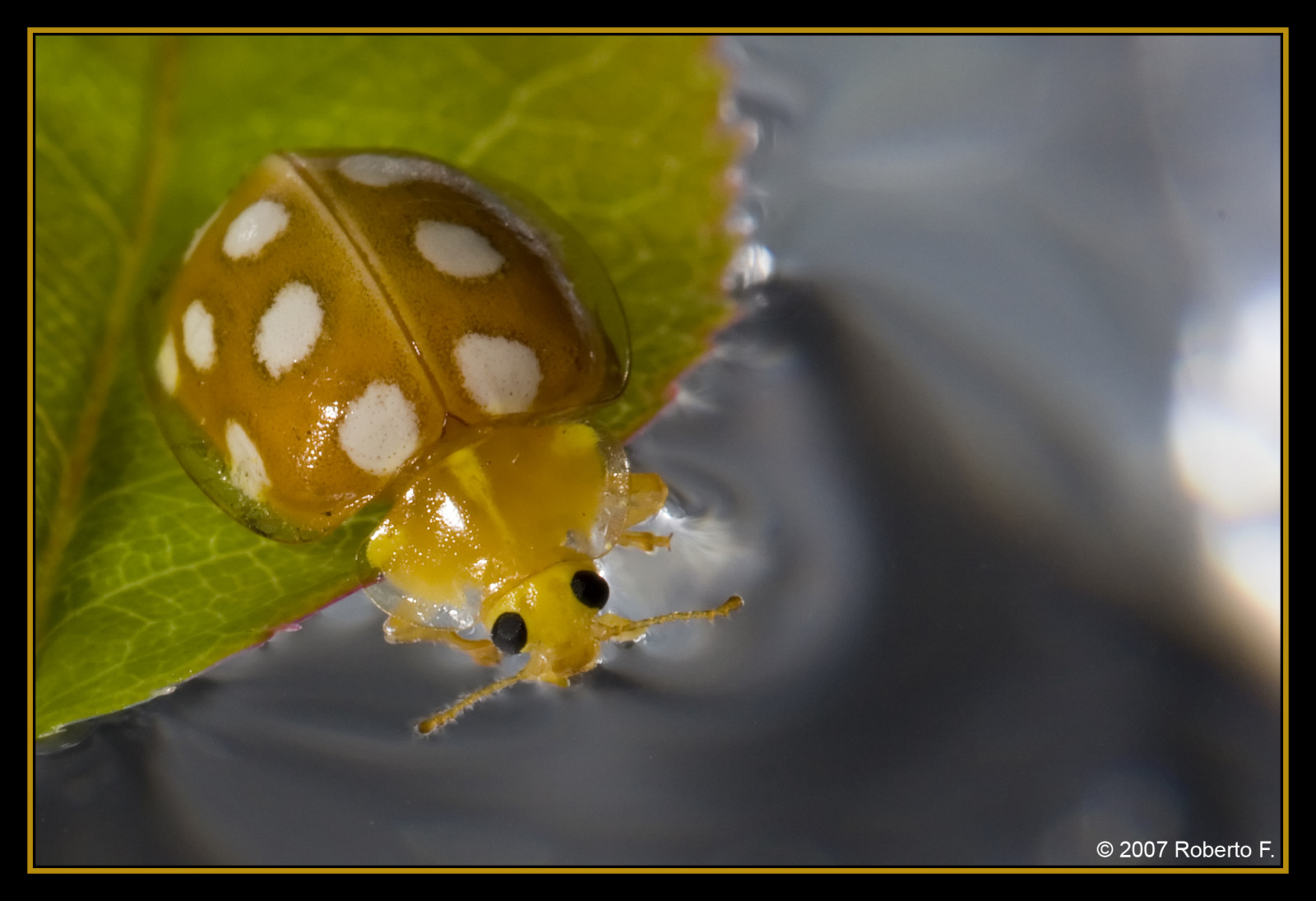 Wallpaper macro, yellow, closeup, insect, giallo, ladybird, ladybug