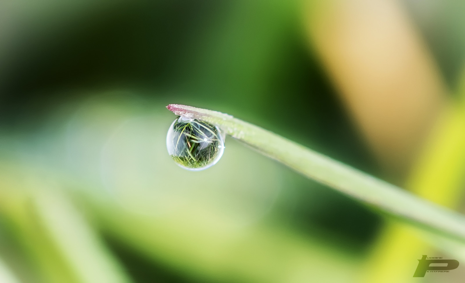 voda, Příroda, tráva, fotografování, makro, zelená, žlutý, Nikon, bokeh, rosa, list, květ, rostlina, vert, přírodní, pokles, flóra, reflet, sigma, D7100, ngc, počítač tapeta, zblízka, makro fotografie, závod stonek, vlhkost, herbes