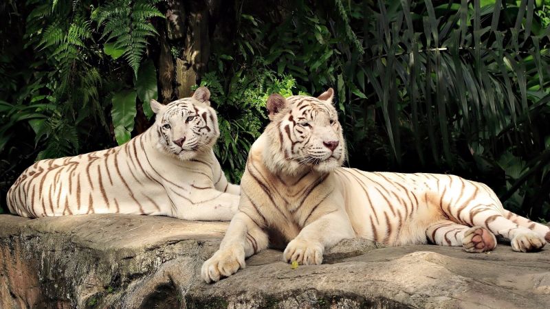 aşağı,Yırtıcılar,kaplan,albino,Ağaçlar