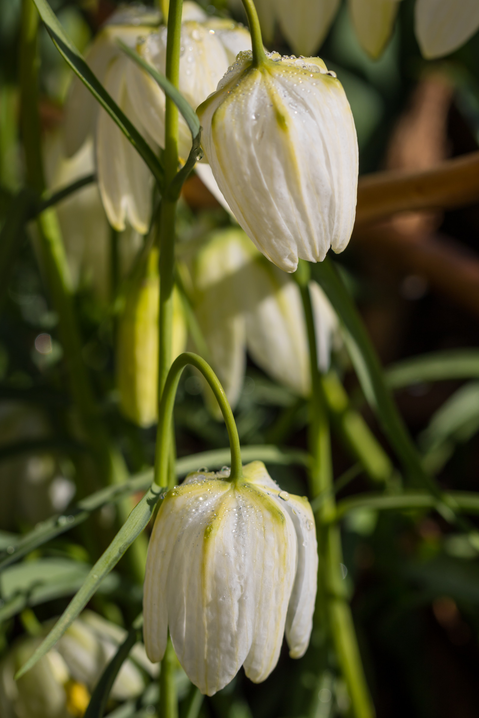 zelená, žlutý, květ, rostlina, lilie, flóra, Blomma, sněženka, katrinetorp, katrinetorpslanderi, divoká rostlina, botanika, suchozemská rostlina, kvetoucí rostlina, kolouch lily, zblízka, makro fotografie, závod stonek, galanthus, Cypripedium, fritillaria, hadí hlavu