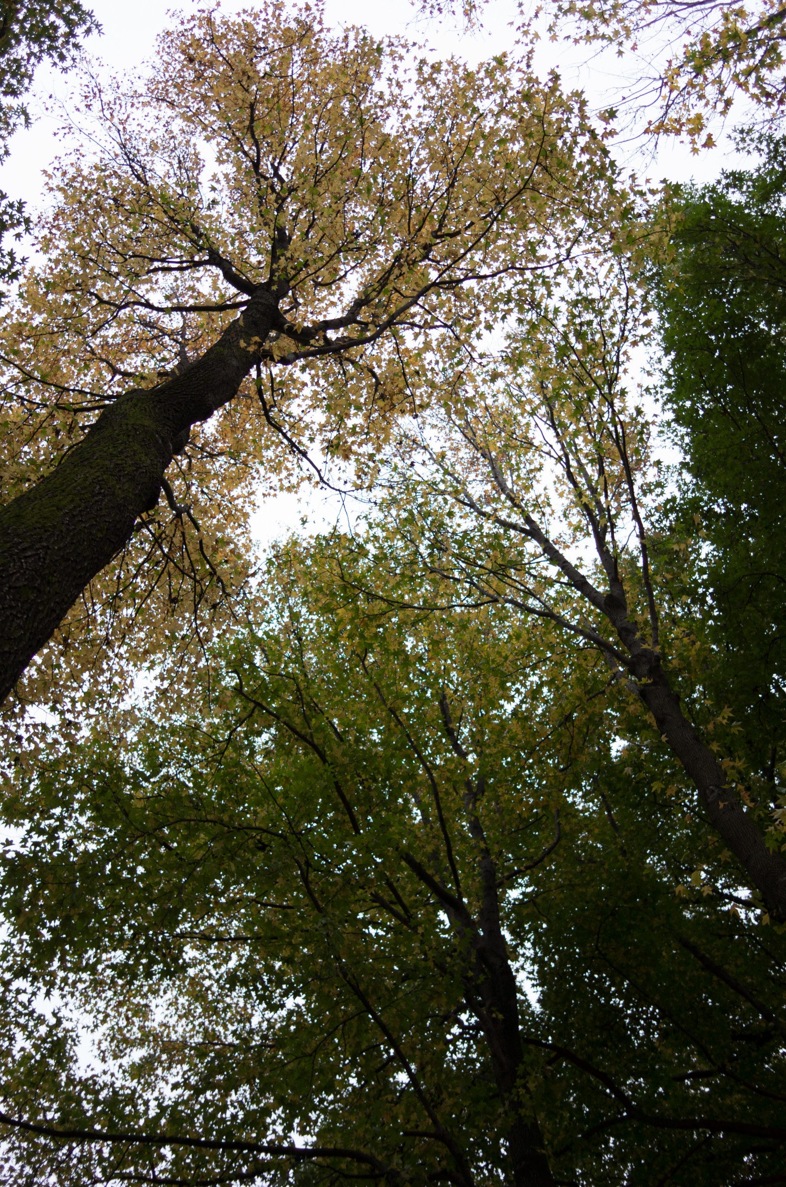 Giappone, luce del sole, foresta, natura, ramo, verde, Leica, Tokyo, Jp, albero, autunno, foglia, fiore, pianta, stagione, CC, t, Chofu, leicat, Summicron, Creative Commons, Jindaiji, summicron235, 235, bosco, botanica, impianto di terra, pianta fiorita, pianta legnosa, ecosistema, deciduo