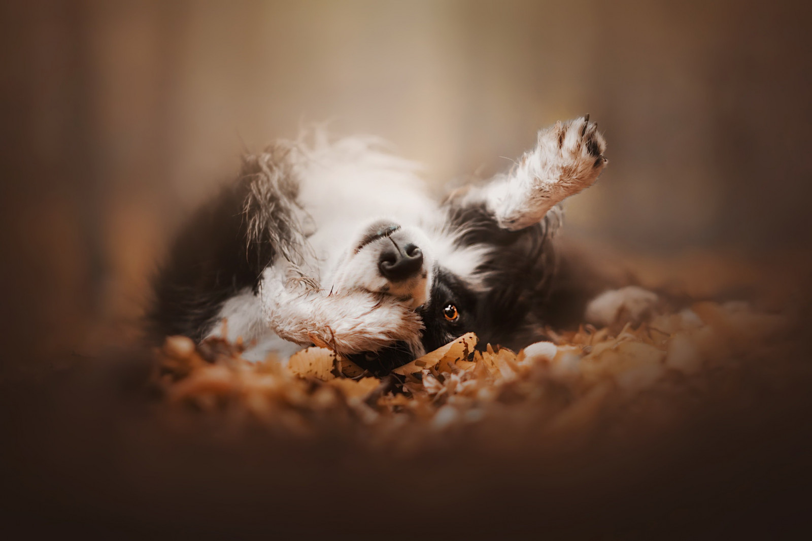 Pes, venku, zvěř, savci