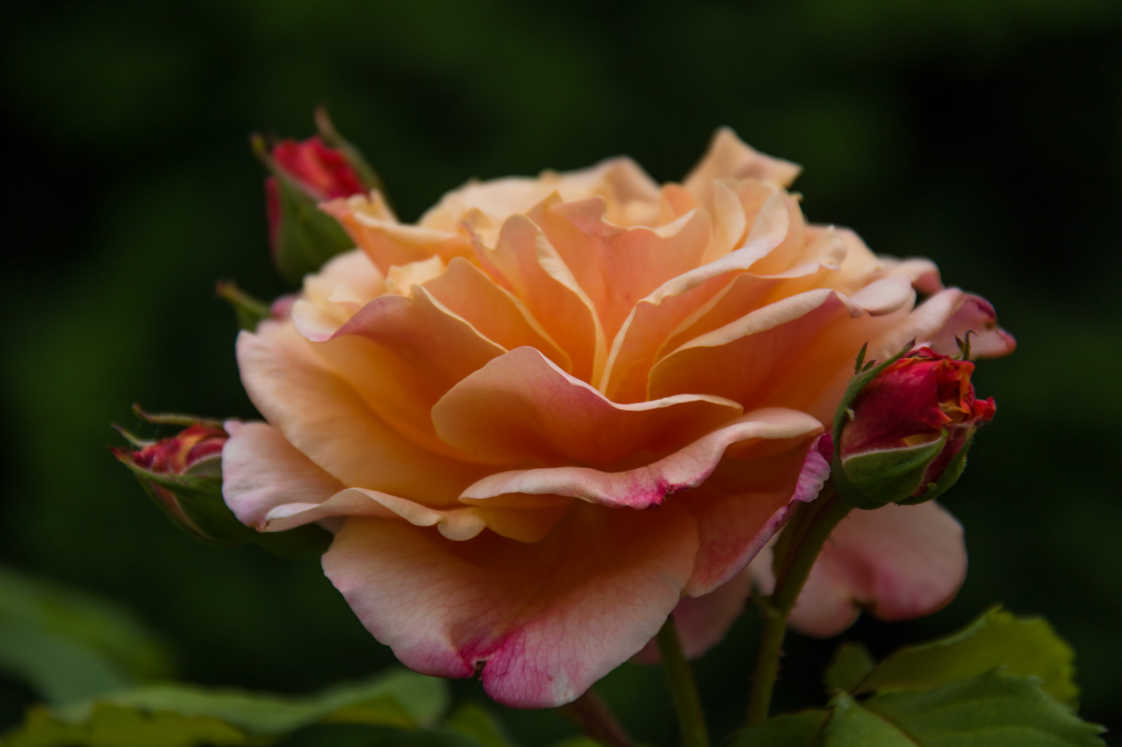 giardino, Germania, rosa, Ros, Berlino, fiore, pianta, flora, germoglio, blomma, tr dg rd, Germania, deutschland, gardensoftheworld, g rtenderwelt, modello canoneos760d exif, geocountry, Marca fotocamera Canon, Geocity, modello di fotocamera canoneos760d, geostate, geolocalizzazione, Lente exif efs18200mmf3556is, apertura exif 56, exif focalLength 200 millimetri, exif fare canon, exif ISOSPEED 100, petalo, dererholungsparkmarzahn, Knopp, impianto di terra, pianta fiorita, fotografia macro, rose da giardino, famiglia di rosa, ordine di rosa, floribunda, Rosa centifolia