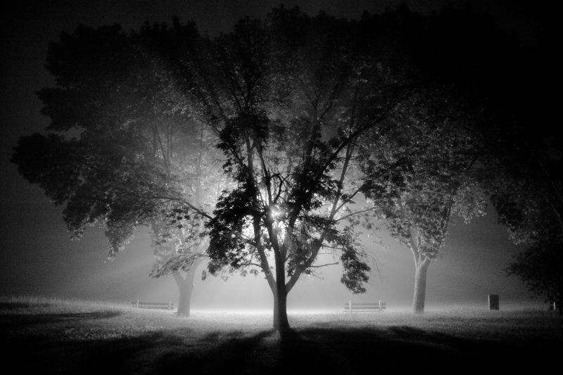 Černá, Příroda, Černý a bílý, strom, monochromatické fotografování, atmosféra Černá, Příroda, Černý a bílý, strom, monochromatické fotografování, atmosféra