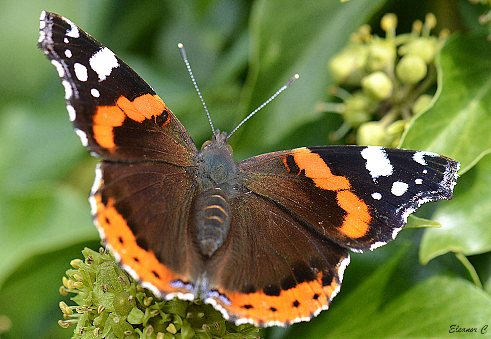motýl, hmyz, Volně žijících živočichů, Spojené království, ngc, nikond3200, redadmiral, makro fotografie, bezobratlý, členovců, organismus, Stanmore, nektar, opylovači, můry a motýli, lycaenid, motýl monarcha, Pieridae, štětec footed motýl, 85mmmacrolens, canonspark, Ivyblossom, září 2013